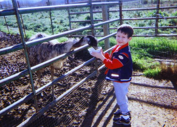 Taken January 2002 - Feeding the emu
